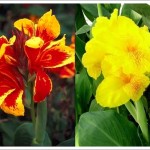 ดอกพุทธรักษา (canna)