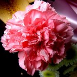 ดอกคาร์เนชั่น_ร้านดอกไม้หาดใหญ่ฟลอริส จังหวัดสงขลา