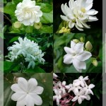 ดอกมะลิ ร้านดอกไม้หาดใหญ่ฟลอริส จังหวัดสงขลา